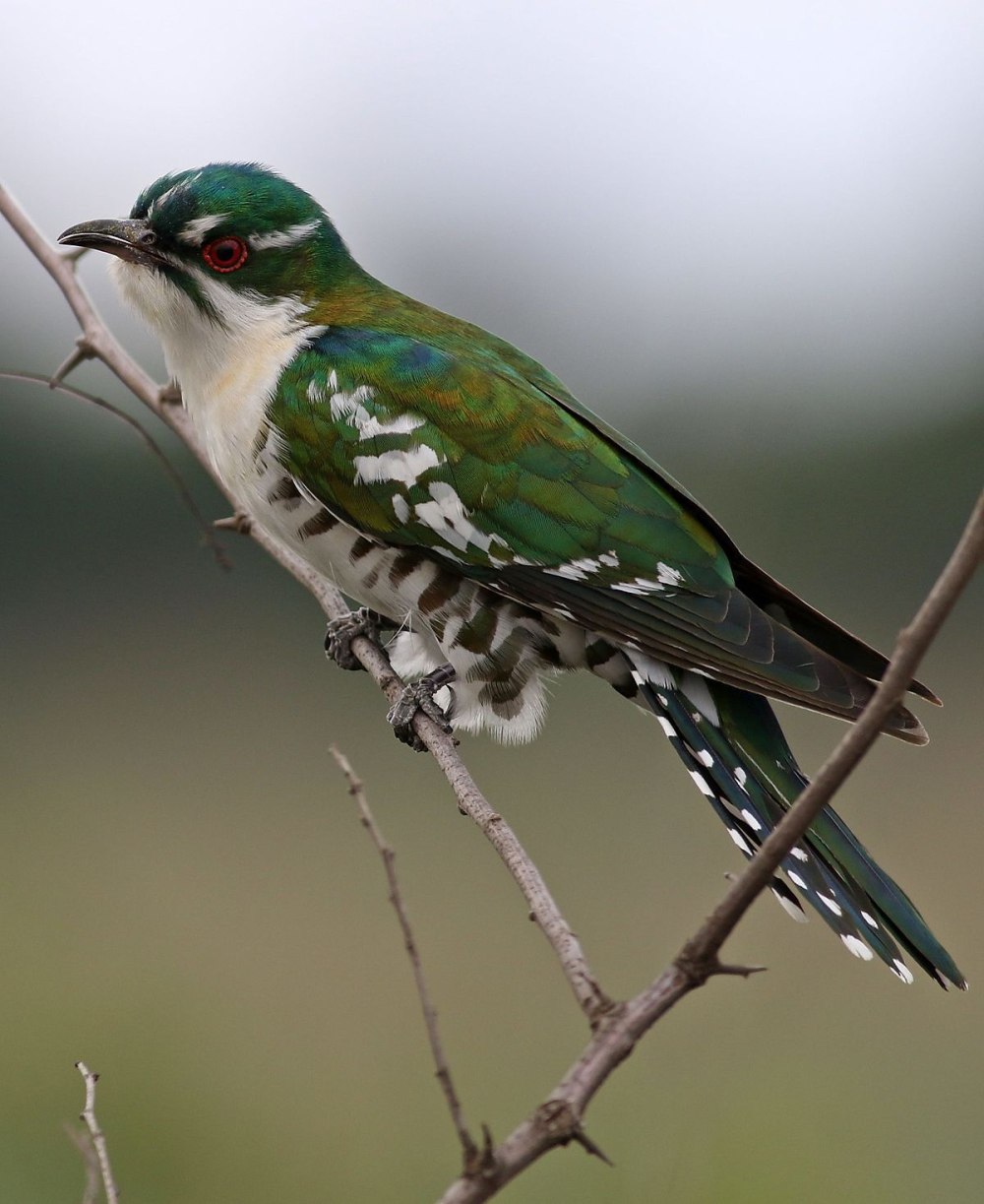 Diederik Cuckoo птица
