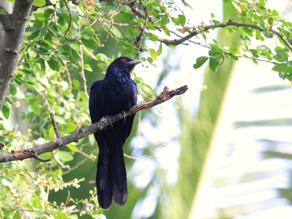 Asian Koel
