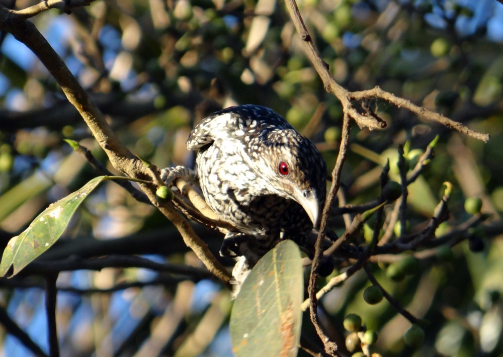 Asian Koel