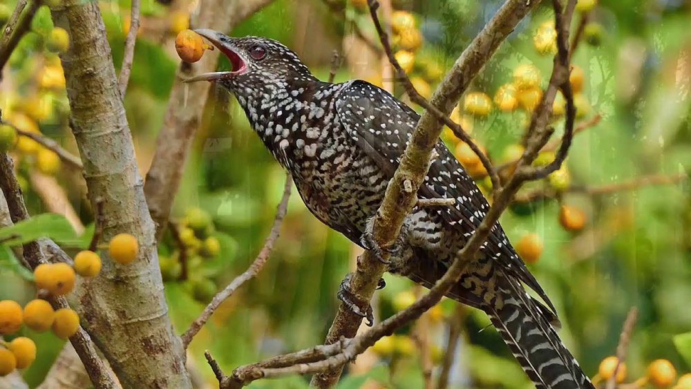 Eudynamys scolopaceus