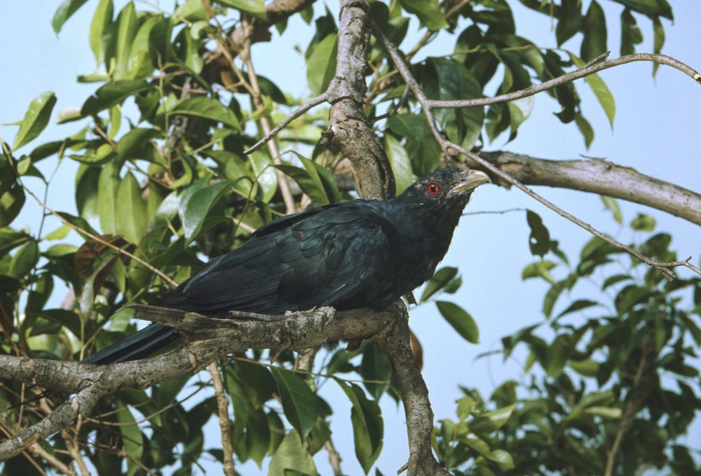 Koel Pocon фото