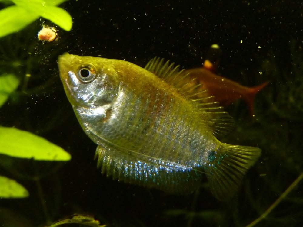 Dwarf Gourami