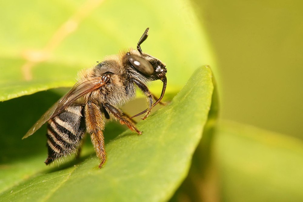 Tetraloniella fulvescens