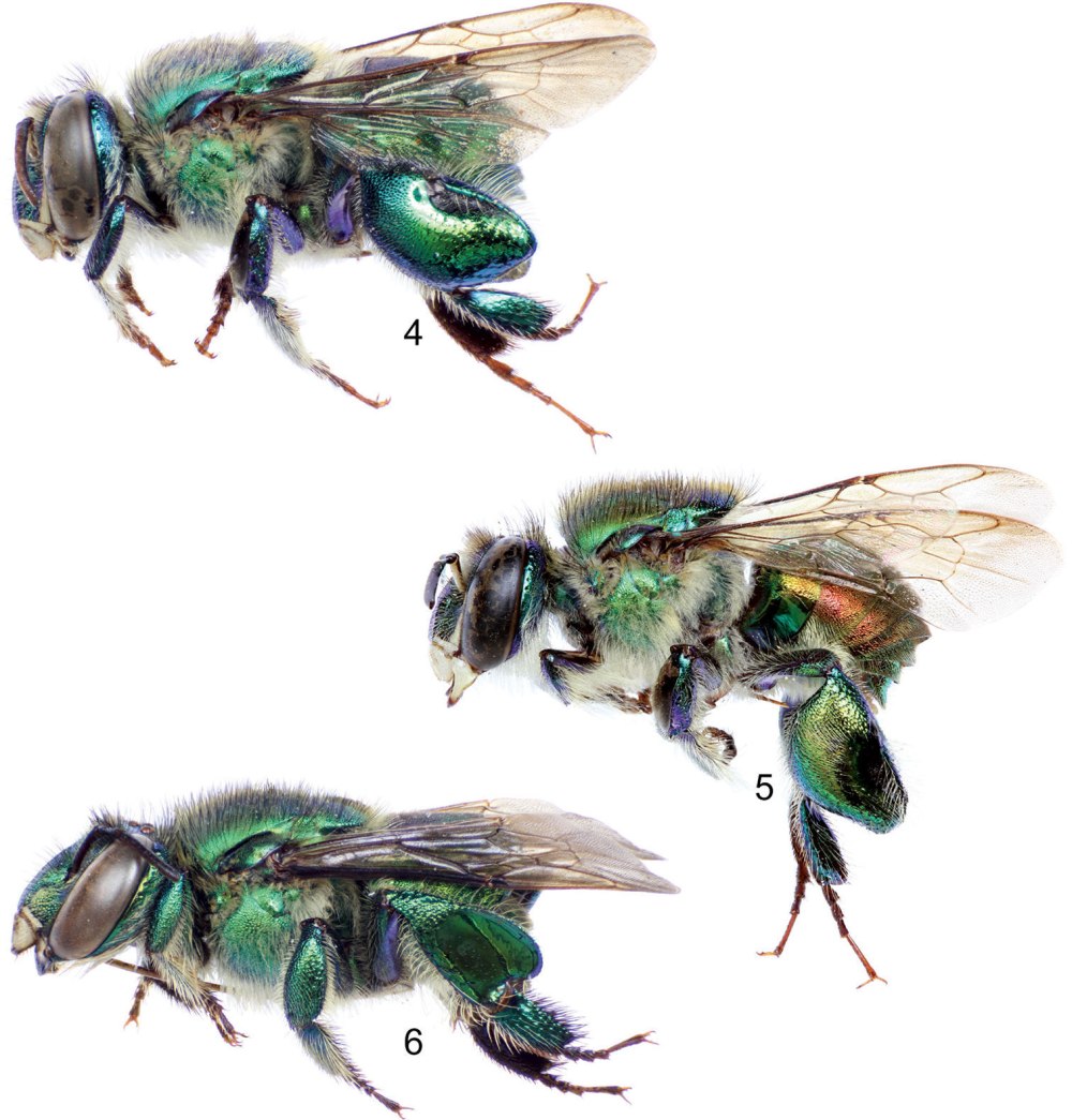 Apinae