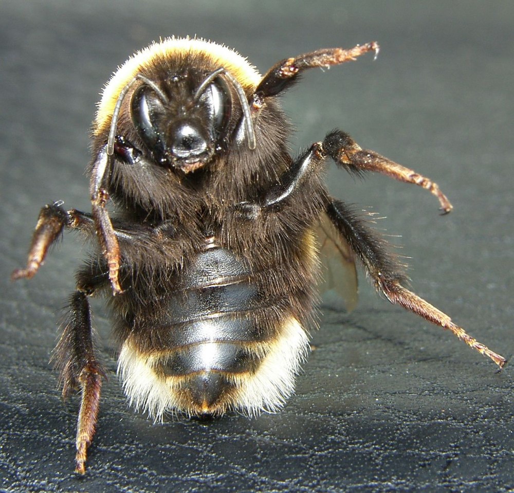 Bombus terrestris