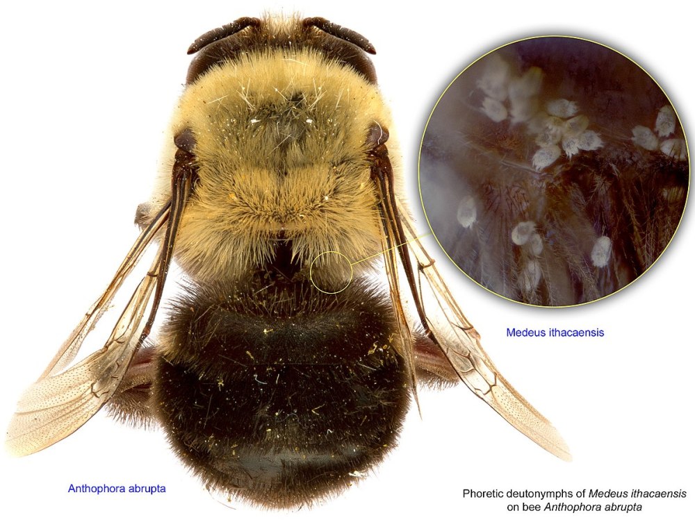 Anthophora terminalis