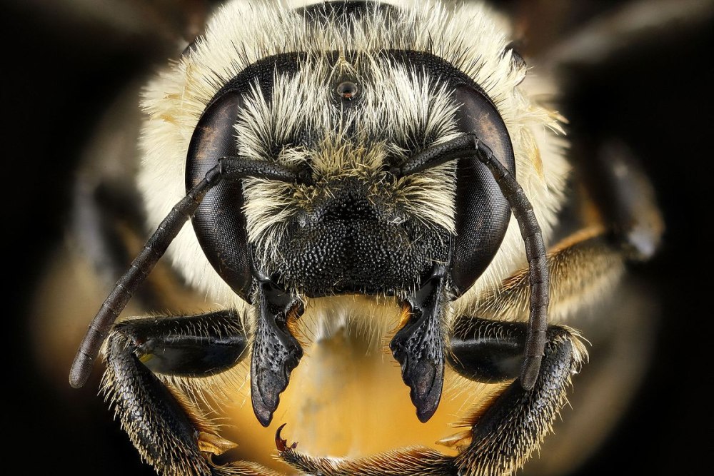 Megachile Pluto пчела