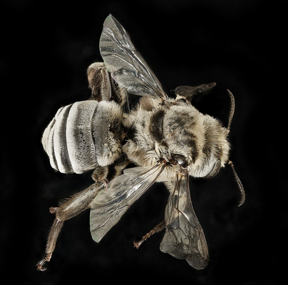Oecanthus burmeisteri