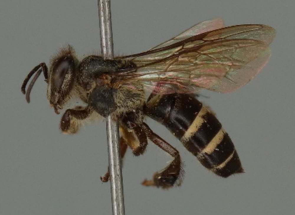 APIS andreniformis