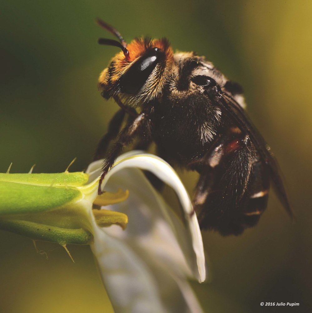 Apinae