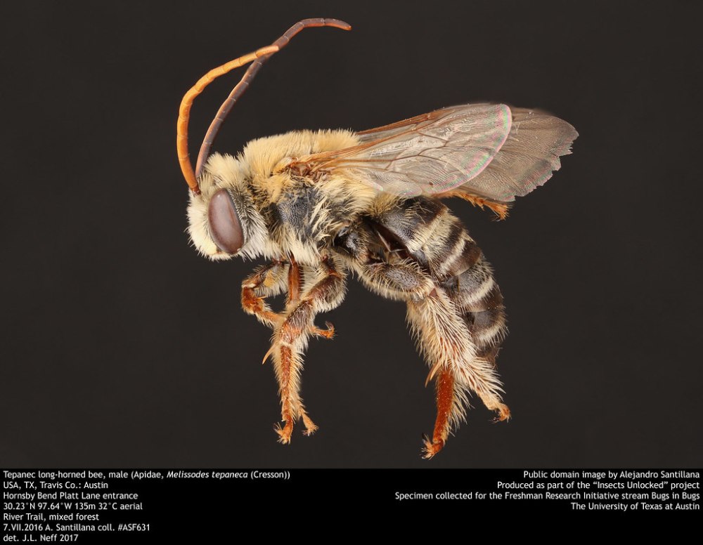 Horns Bee