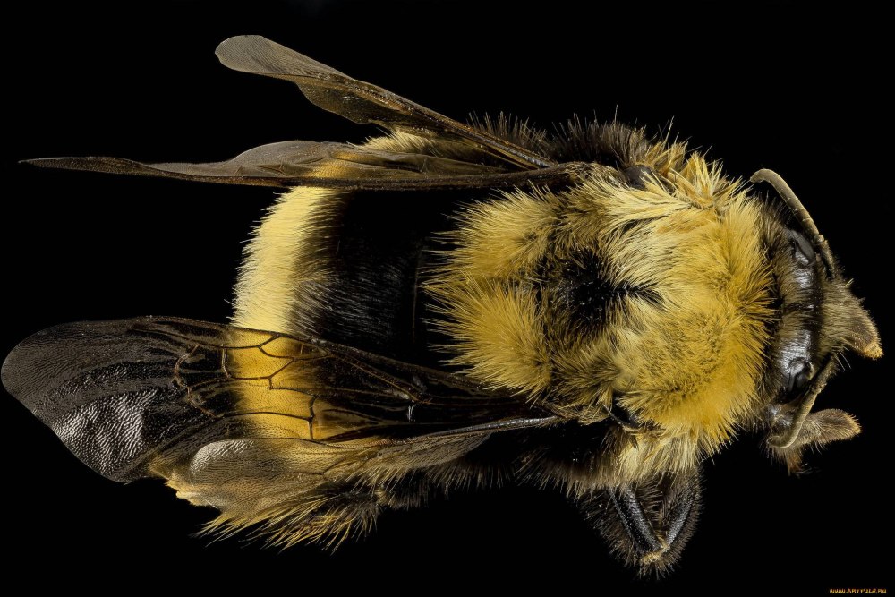 Bombus occidentalis