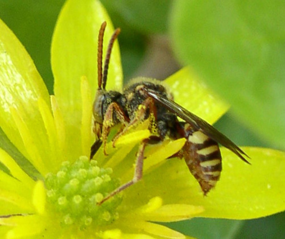 Nomadinae