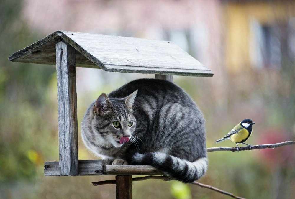 Кот в кормушке для птиц