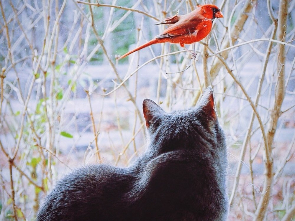 Котик и птичка