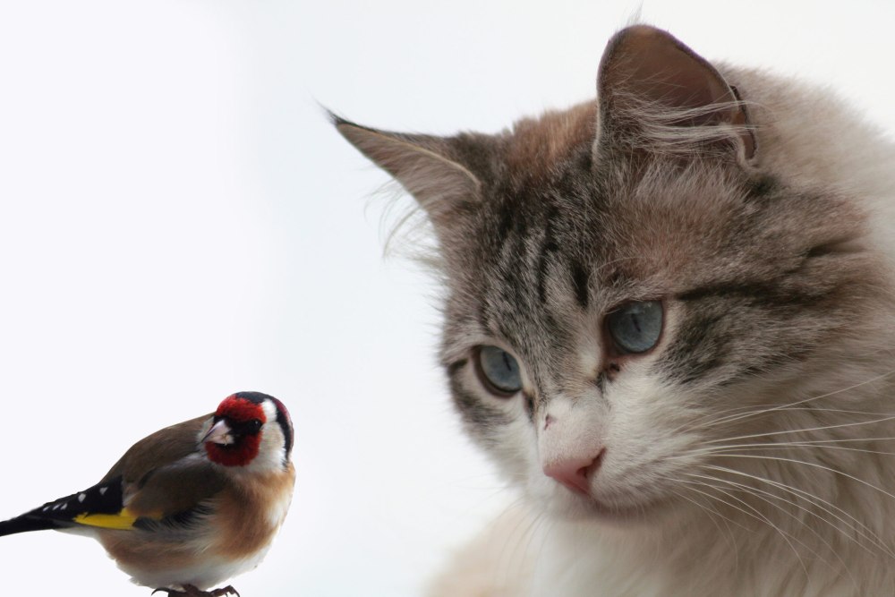 Доверие кота