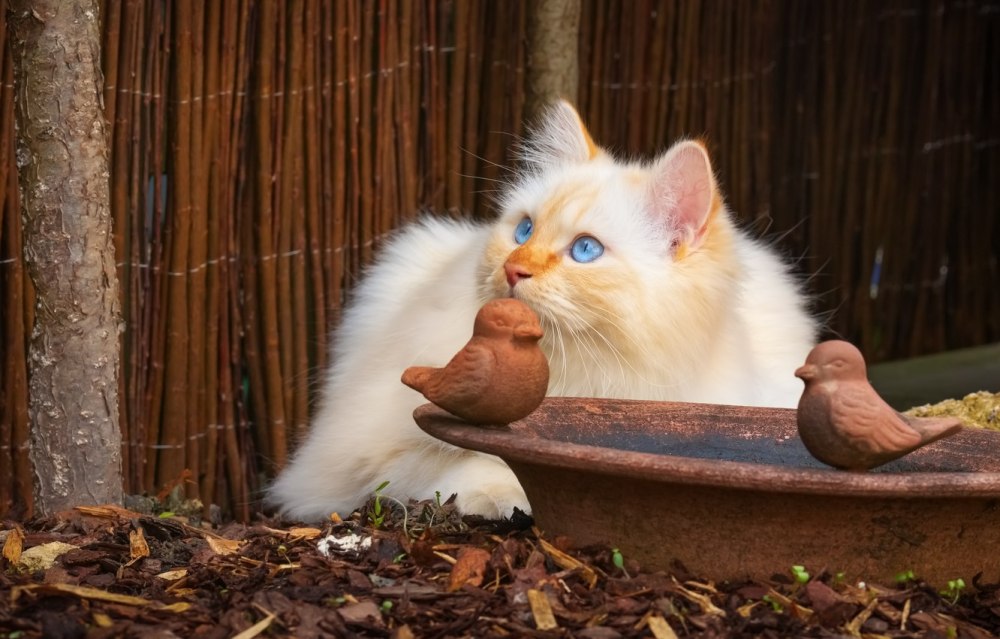 Котик и птичка