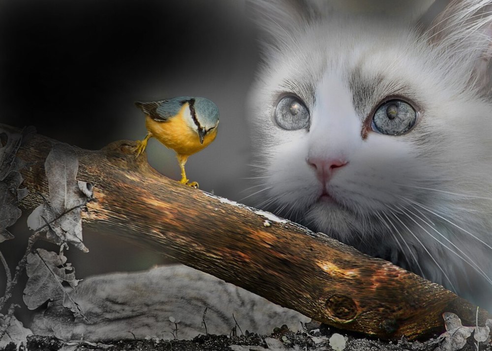 Котенок и птичка