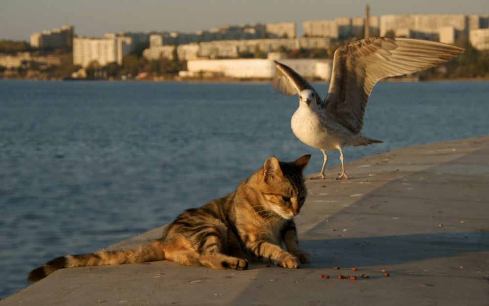 Котики и Чайки
