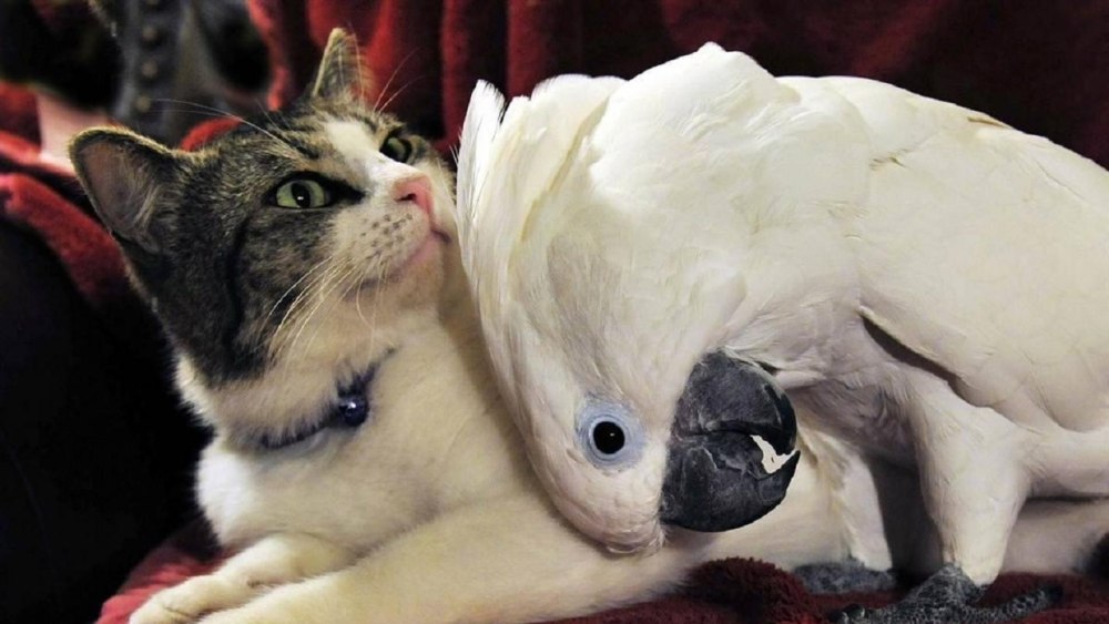 Кошка и птица