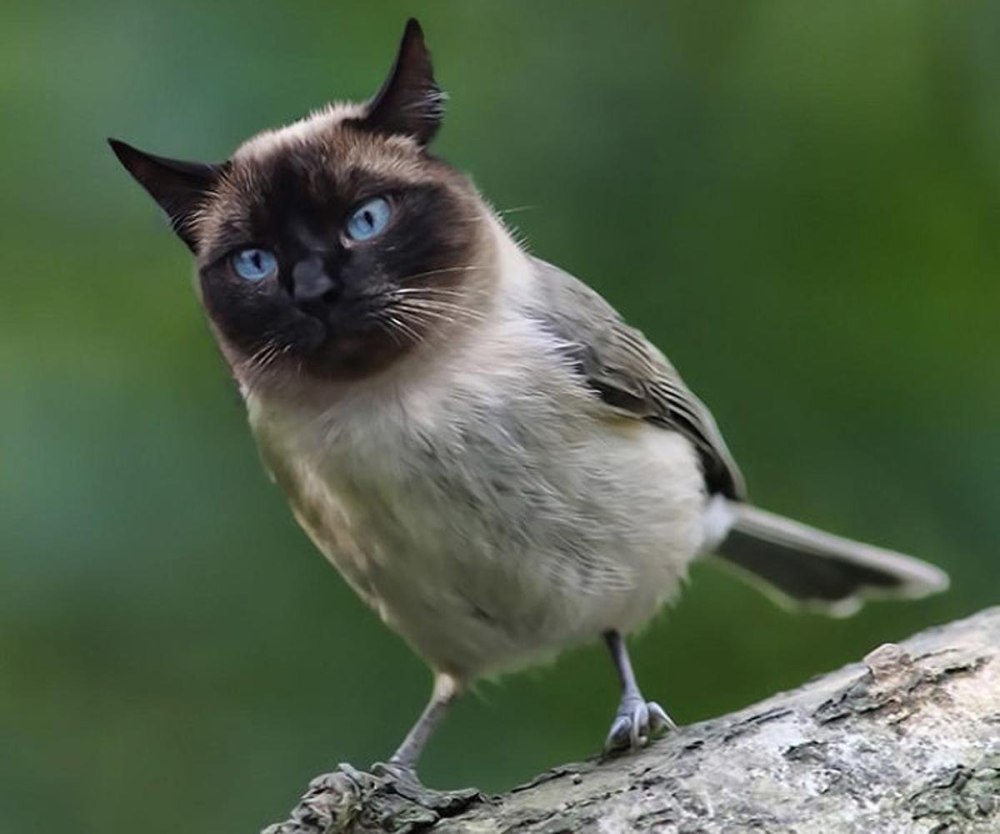 Кошка и птица