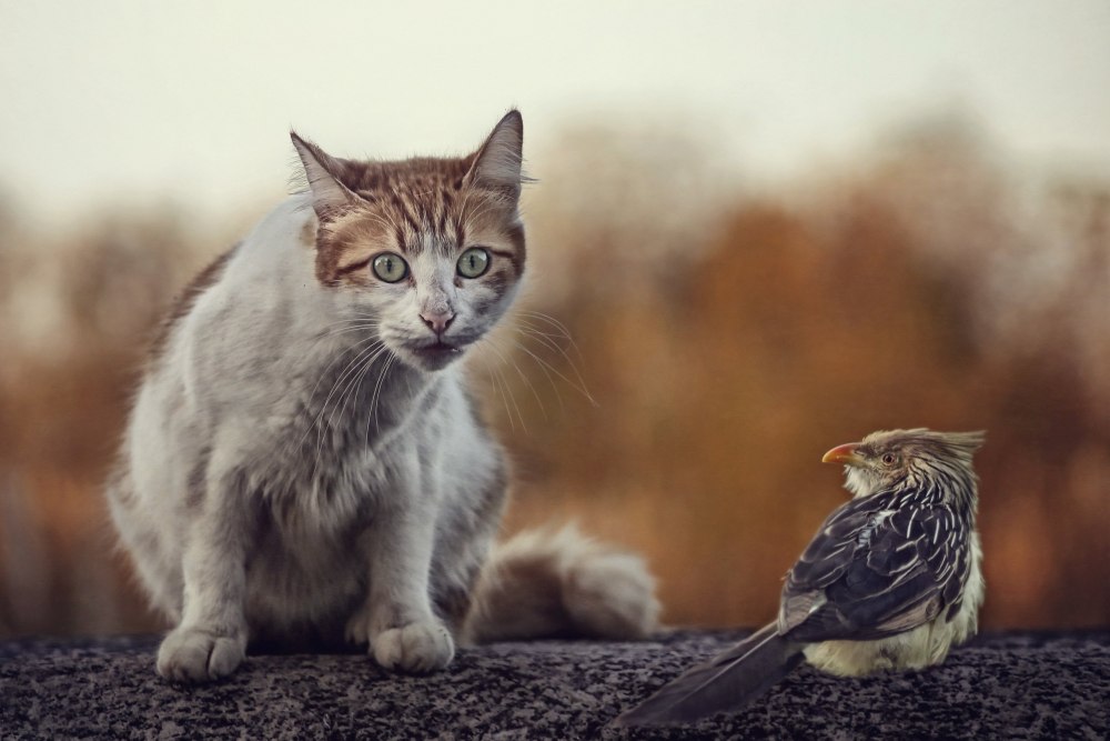 Кот охотится за птицей