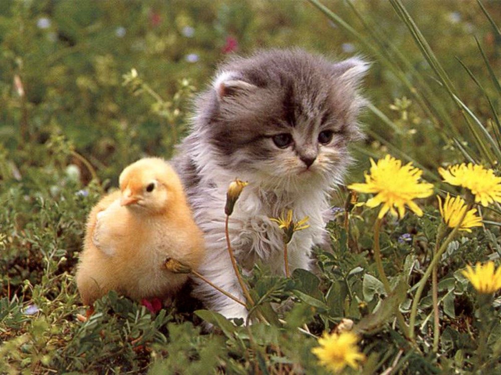 Котенок и утенок