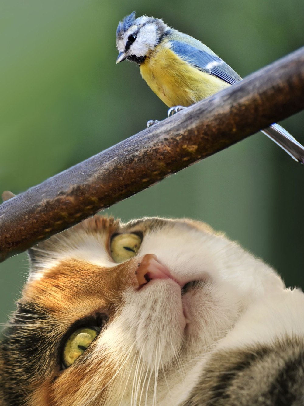 Котик и птичка