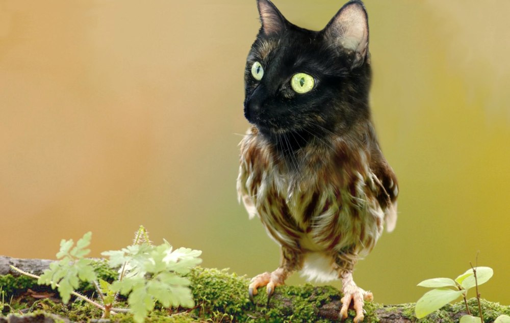 Коты гибриды