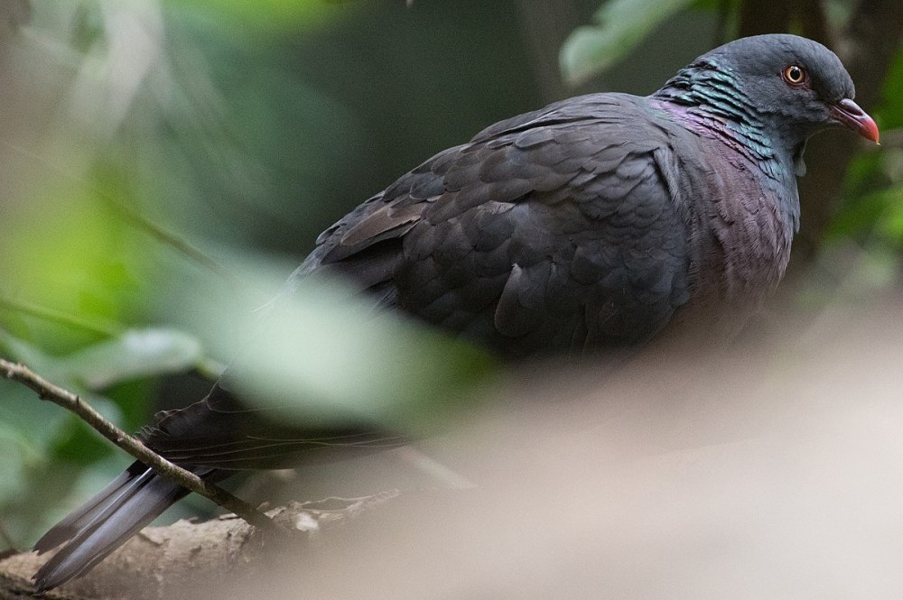 Columba Vitiensis
