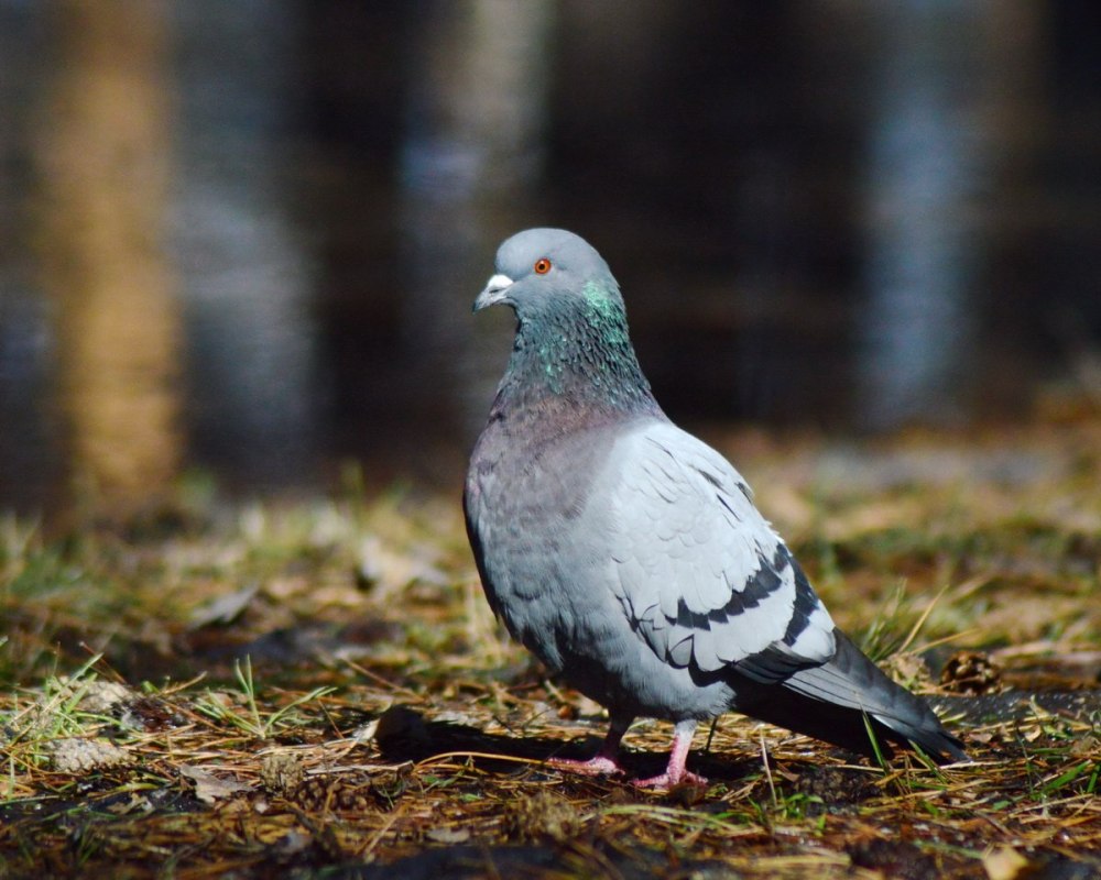 Птица Columba Livia