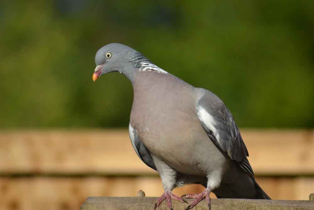 Голубь Columba palumbus