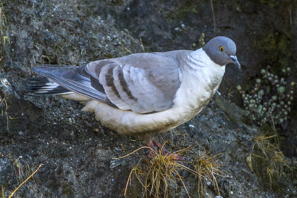 Белогрудый голубь Columba