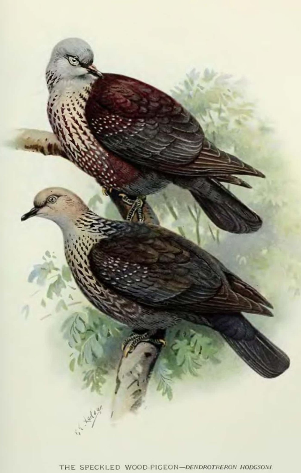 Speckled Wood Pigeon