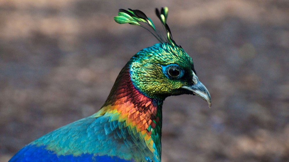 Гималайский монал Lophophorus impejanus