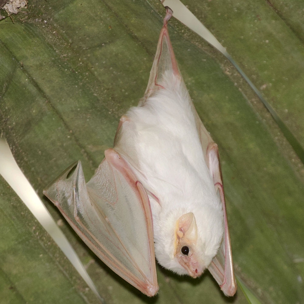 Diclidurus Albus
