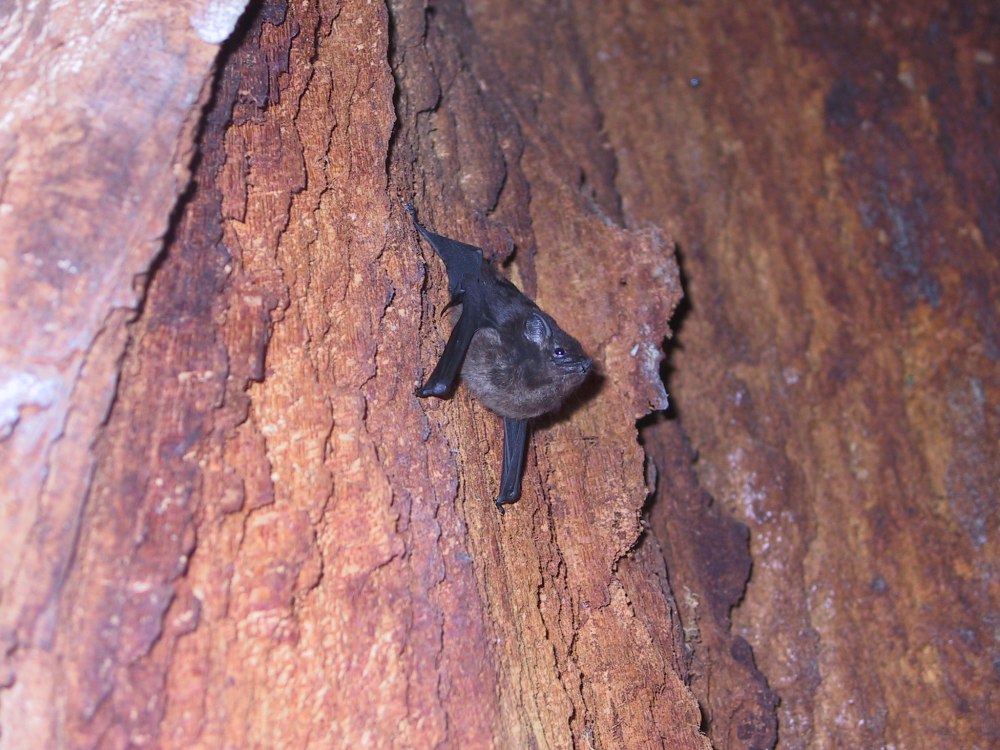 Футлярохвостые (Emballonuridae);