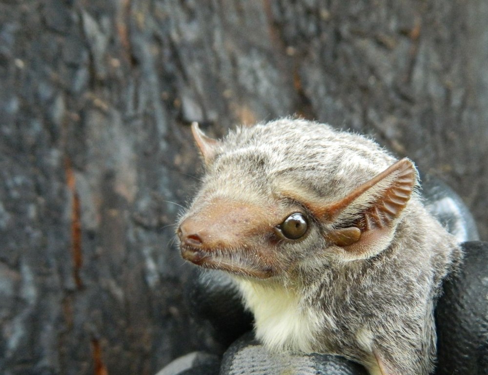 Футлярохвостые (Emballonuridae);