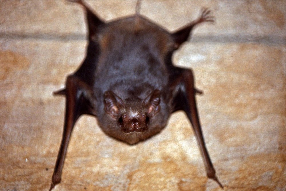 Centronycteris Centralis