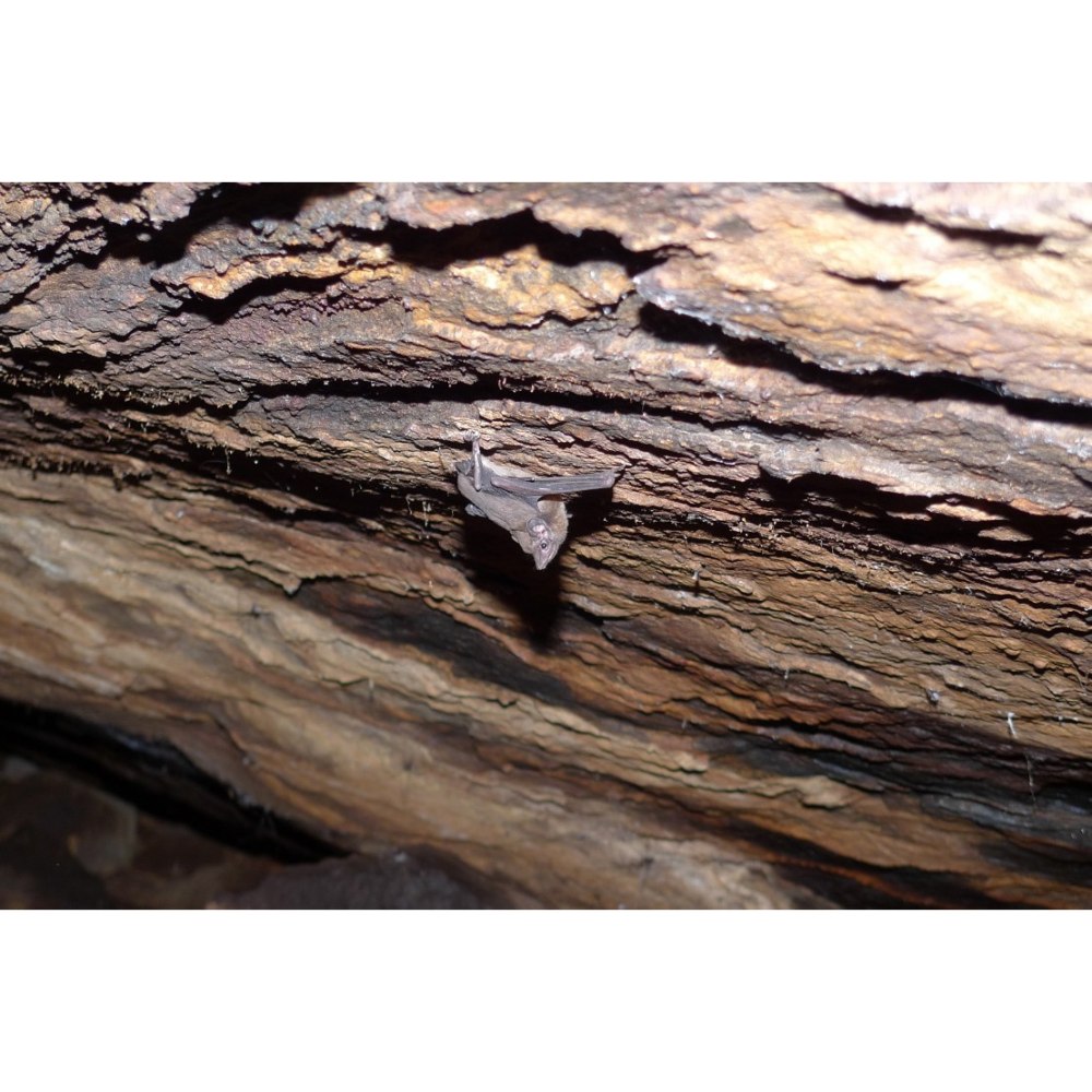 Seychelles Sheath-tailed bat