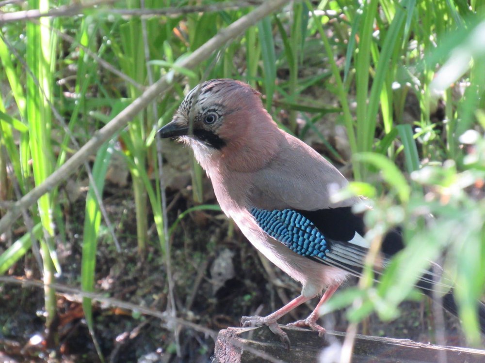 Сойка garrulus glandarius