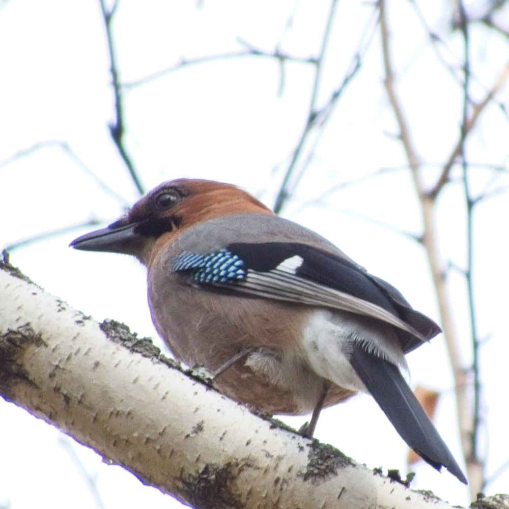Сойка garrulus glandarius
