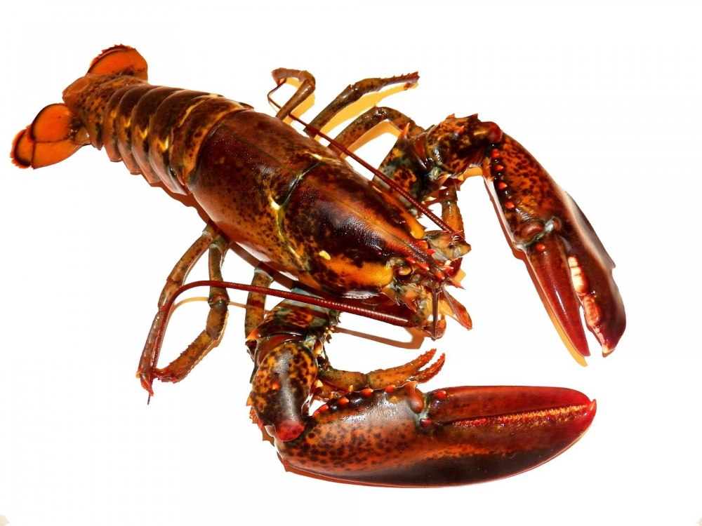 Омара Homarus capensis
