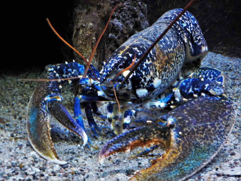 Homarus Gammarus - Омар.