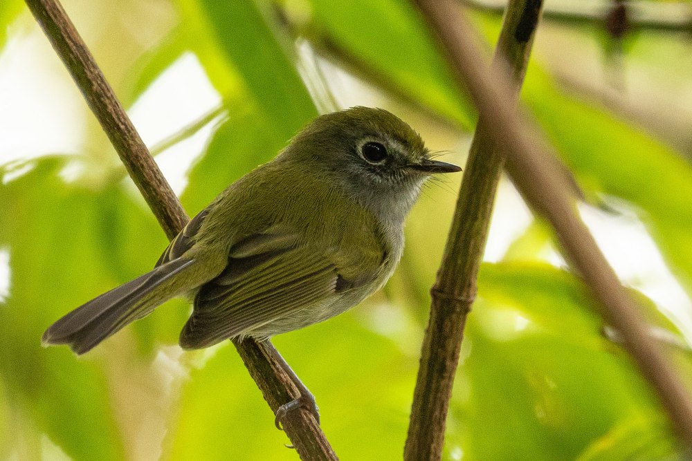 Мелюзговые тиранчики