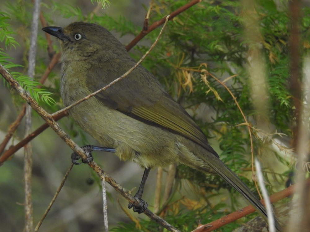 Трелью белоглазой