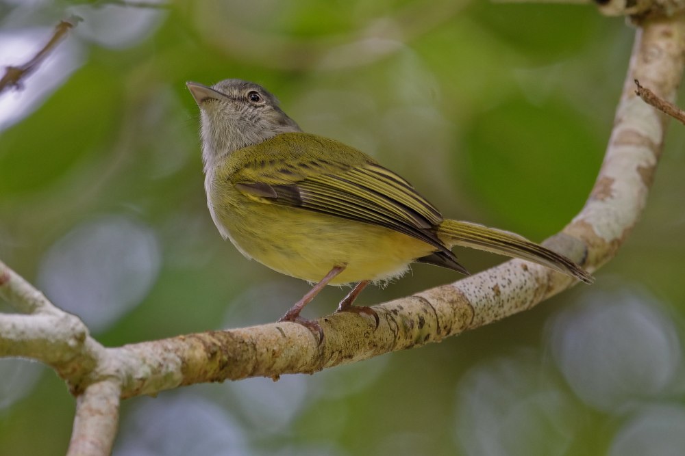 Мухоед коричневый - Pyrrhomyias cinnamomea