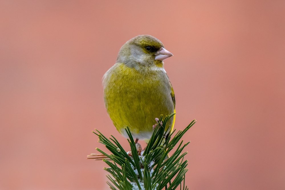 Какого цвета зеленушка
