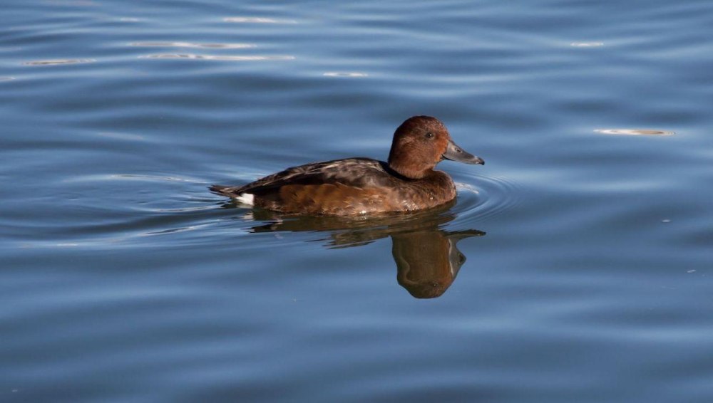 Белоглазый нырок