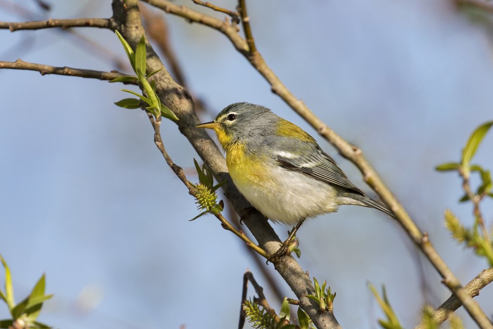 Белоглазая парула фото